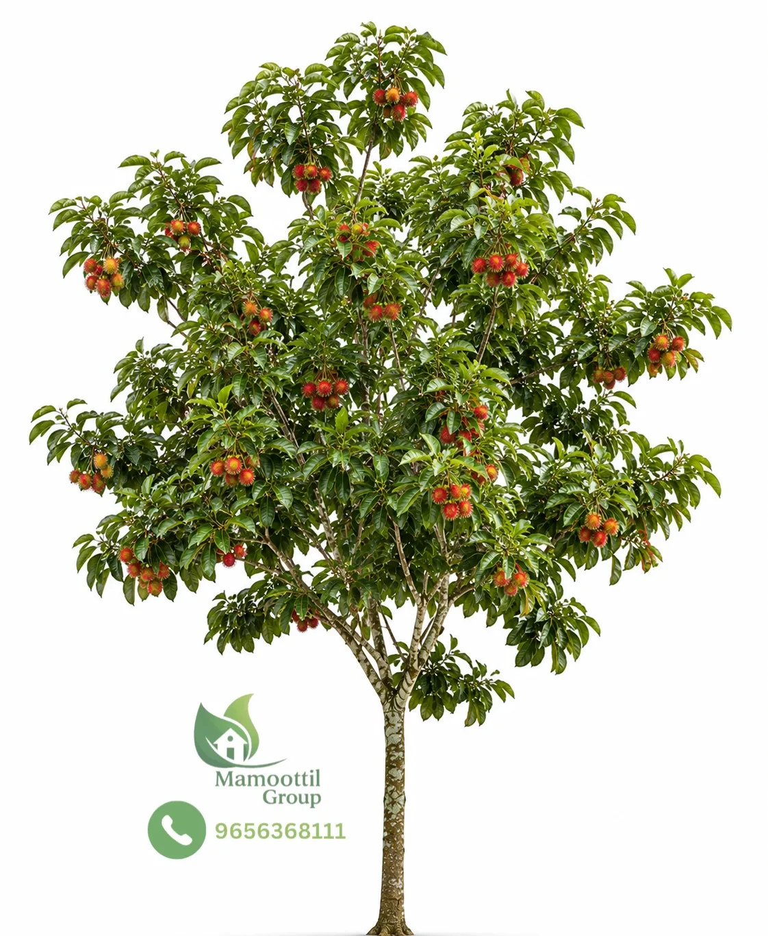 Healthy Shoot Branch Formation